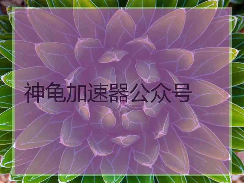 神龟加速器公众号